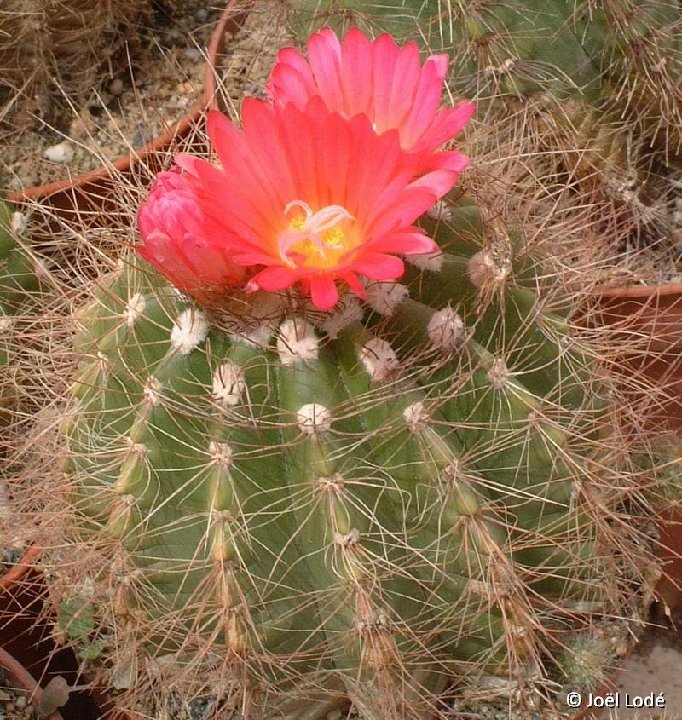 Notocactus horstii v. purpureus ©JLcoll.3461